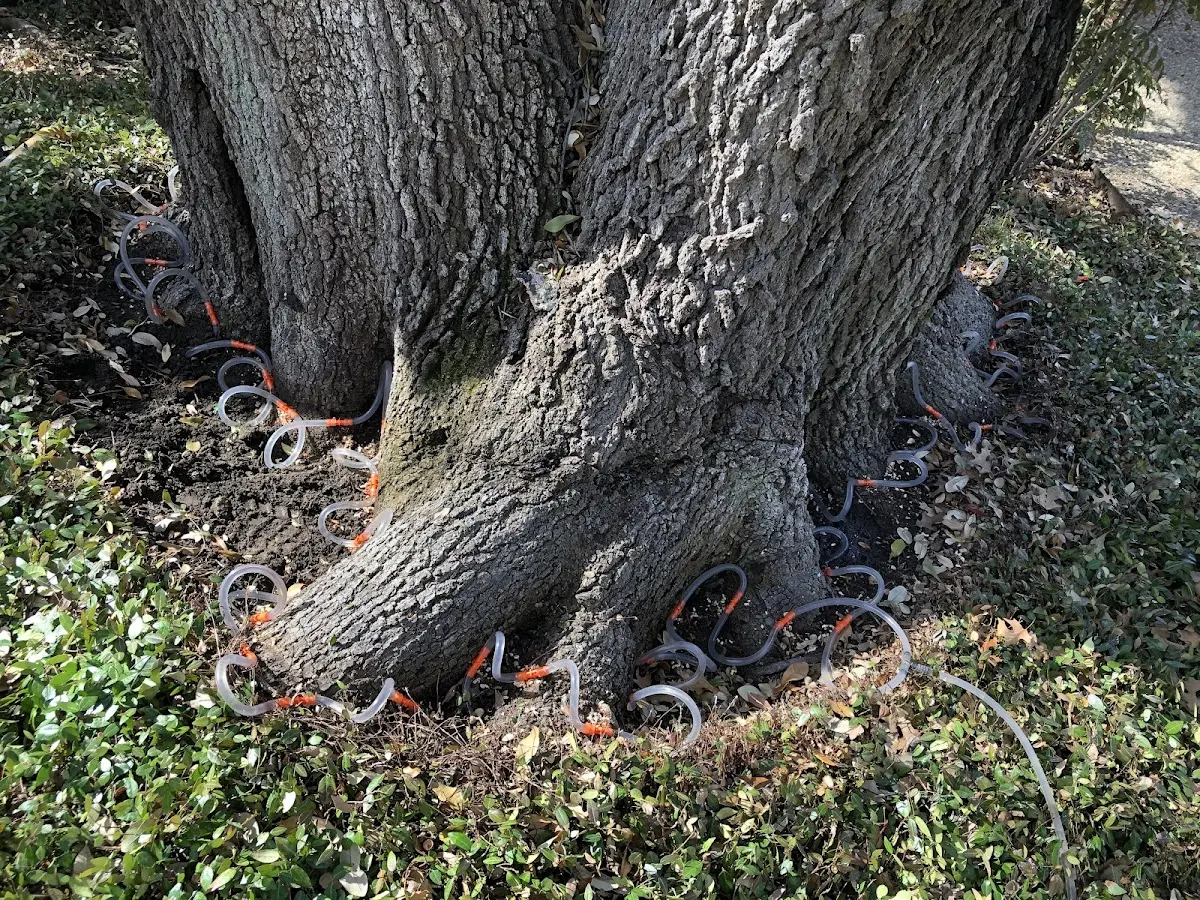 Detailed Tree Cabling and Bracing job site in Floriston